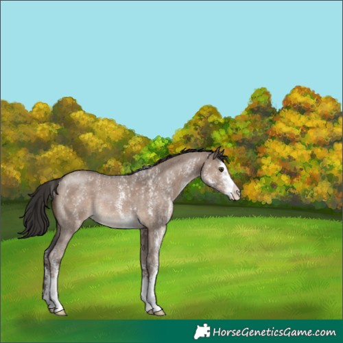 Horse Color:Liver Red Dun Sabino Rabicano 