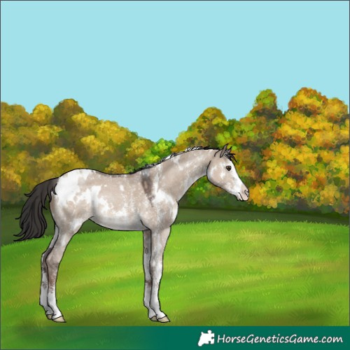 Horse Color:White Spotted Liver Red Dun Sabino Rabicano