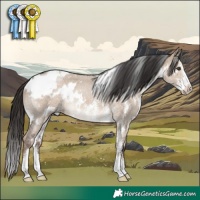 Horse Color:White Spotted Liver Red Dun Sabino Rabicano