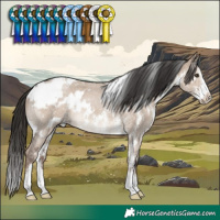 Horse Color:White Spotted Liver Red Dun Sabino Rabicano