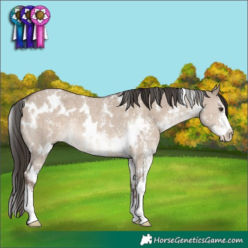 Horse Color:White Spotted Liver Red Dun Sabino Rabicano