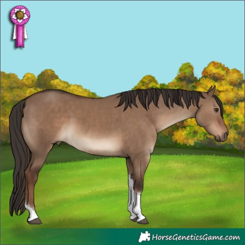 Horse Color:Liver Red Dun Tobiano Rabicano