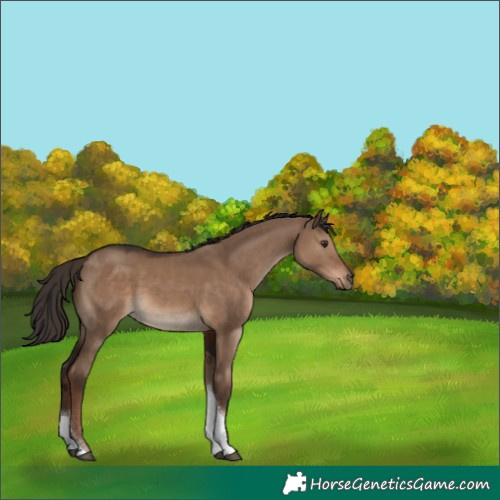Horse Color:Liver Red Dun Tobiano Rabicano 