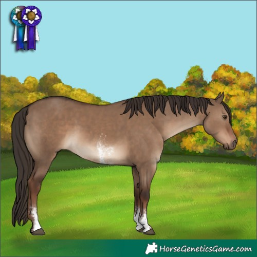 Horse Color:Liver Red Dun Sabino Rabicano 