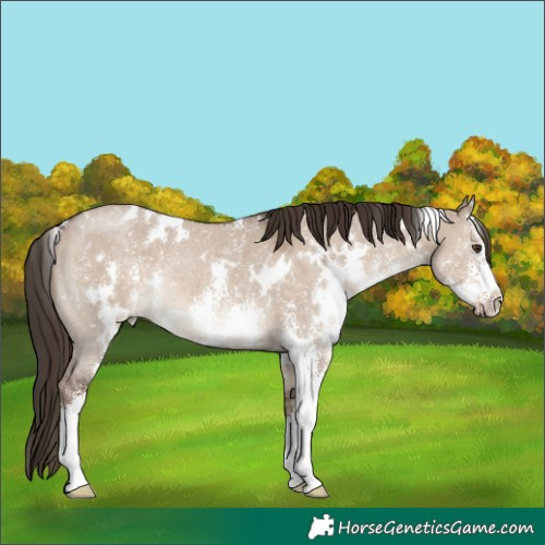 Horse Color:White Spotted Liver Red Dun Sabino Rabicano