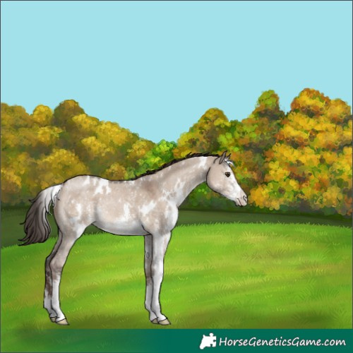 Horse Color:White Spotted Liver Red Dun Sabino Rabicano 