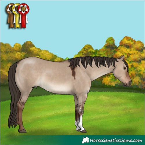 Horse Color:Liver Red Dun Sabino Rabicano