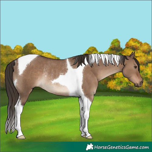 Horse Color:Liver Red Dun Tobiano Rabicano 