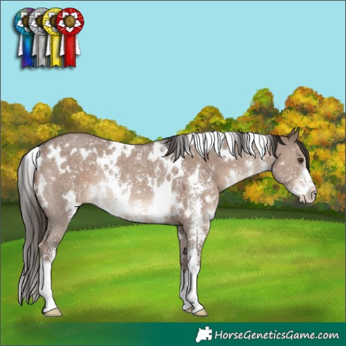 Horse Color:White Spotted Liver Red Dun Sabino Rabicano 