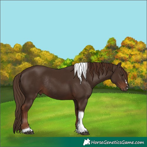 Horse Color:Liver Chestnut Tobiano Rabicano