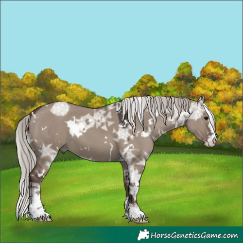 Horse Color:White Spotted Silver Grullo Ice Sabino 