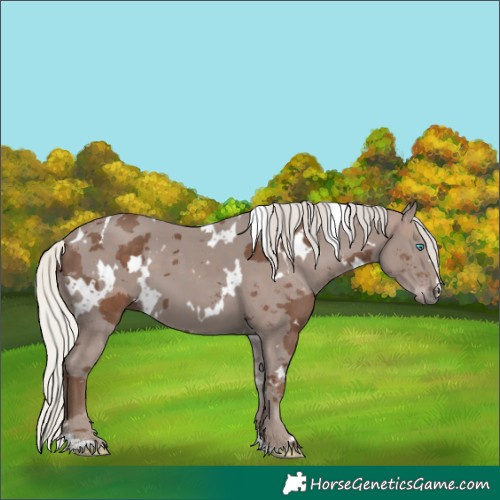Horse Color:White Spotted Silver Black Merle 