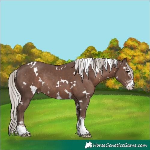 Horse Color:White Spotted Silver Black Sabino Rabicano 