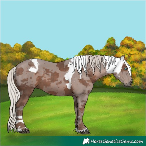 Horse Color:Silver Black Merle 