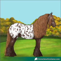 Horse Color:Gray Chestnut Appaloosa
