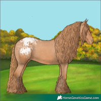 Horse Color:Chestnut Appaloosa