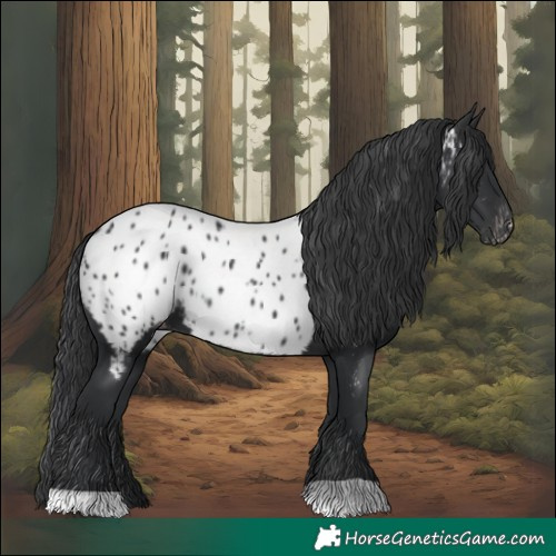 Horse Color:Black Appaloosa