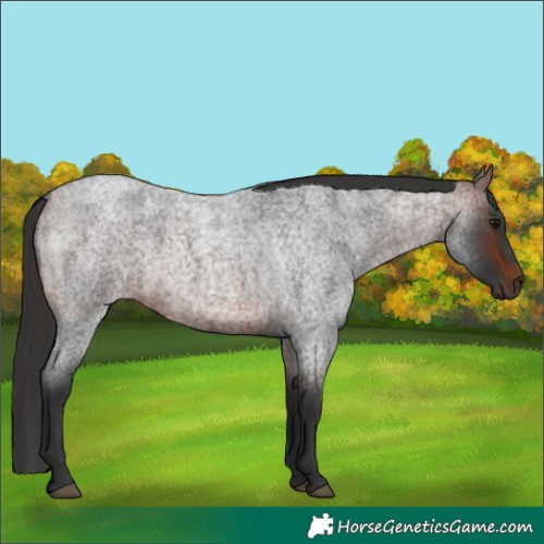 Horse Color:Brown Roan