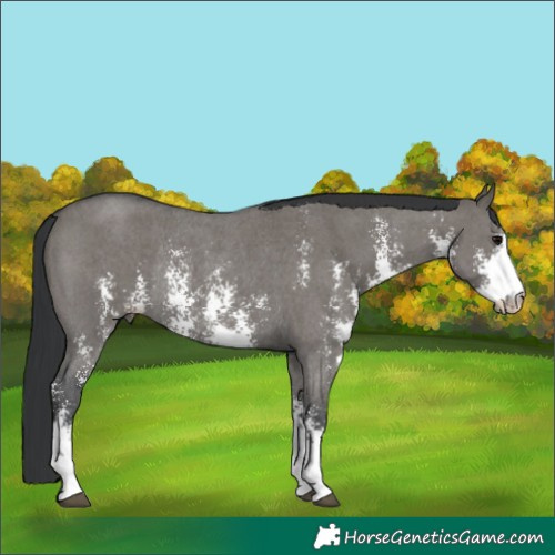 Horse Color:Grullo Sabino Rabicano 