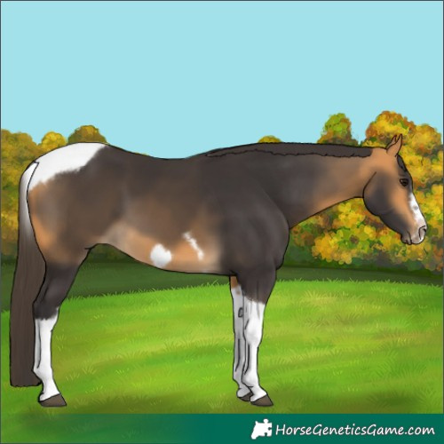 Horse Color:Buckskin Tobiano Frame
