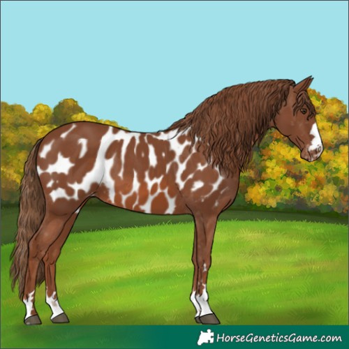 Horse Color:Chestnut Appaloosa 