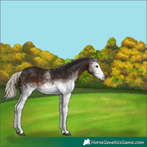Horse Color:Gray White Spotted Silver Brown 
