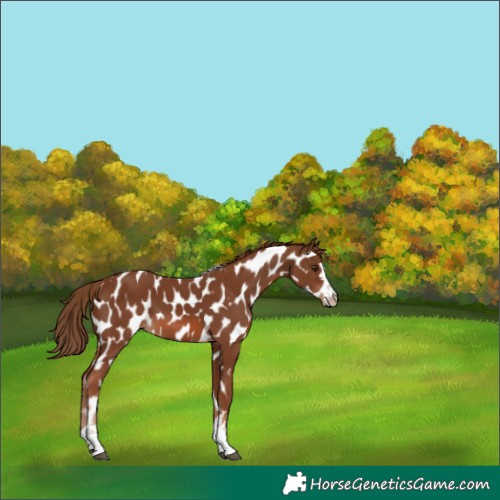 Horse Color:Chestnut Appaloosa 