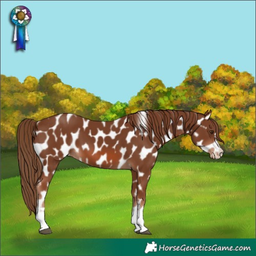 Horse Color:Chestnut Appaloosa 