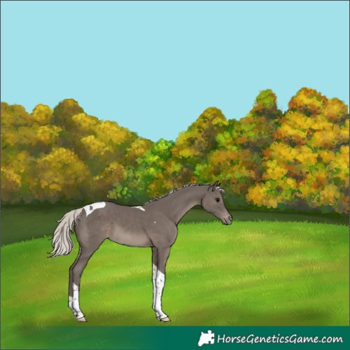 Horse Color:Silver Black Tobiano Appaloosa 