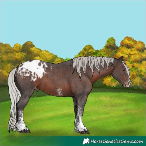 Horse Color:Silver Brown Sabino Blanket 