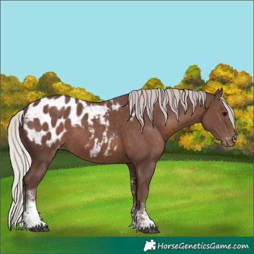 Horse Color:Silver Black Sabino Appaloosa