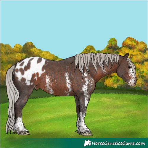 Horse Color:Silver Brown Sabino Blanket