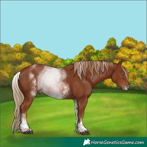 Horse Color:White Spotted Chestnut Sabino 