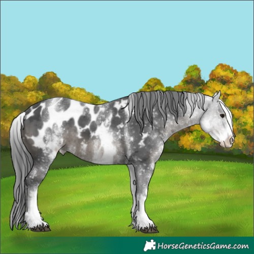Horse Color:White Spotted Black Merle Tobiano Blanket 