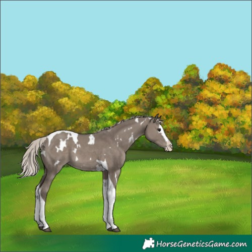 Horse Color:White Spotted Silver Grullo Splash Tobiano
