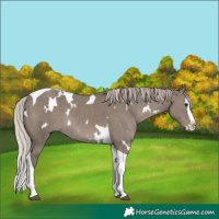 Horse Color:White Spotted Silver Grullo Splash Tobiano 