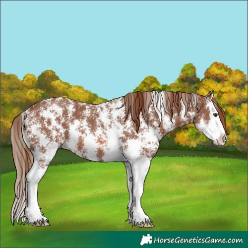 Horse Color:Chestnut Sabino Splash 