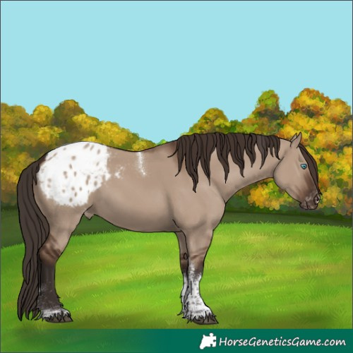 Horse Color:Liver Red Dun Sabino Tobiano Blanket 