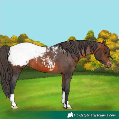 Horse Color:Brown Snowcap 