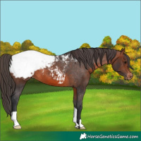 Horse Color:Brown Snowcap