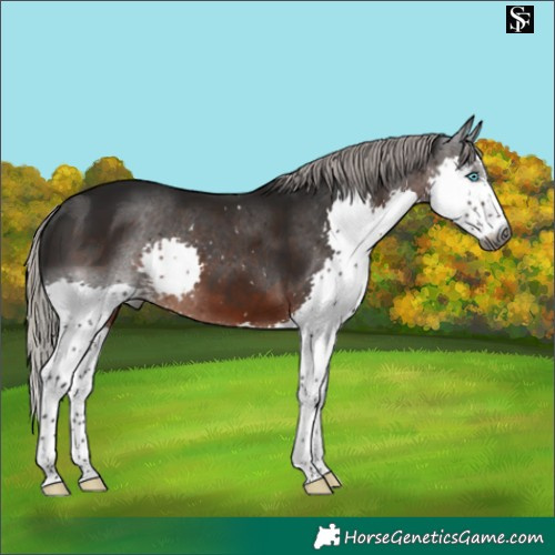 Horse Color:Gray Silver Brown Sabino Splash