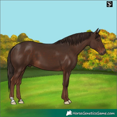 Horse Color:Liver Chestnut