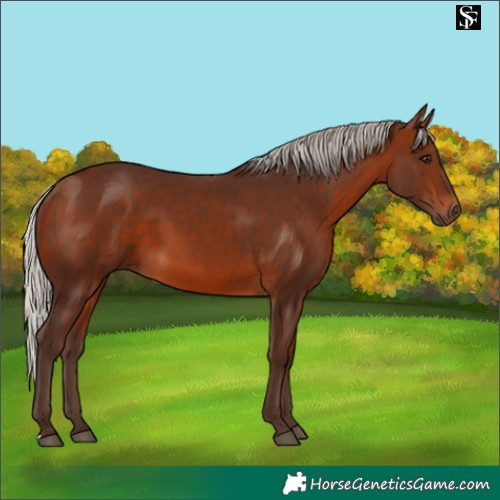 Horse Color:Silver Bay 