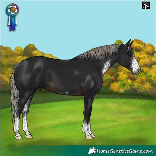 Horse Color:Gray Silver Brown Sabino