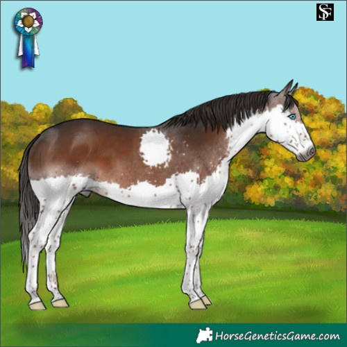 Horse Color:Gray Liver Chestnut Splash