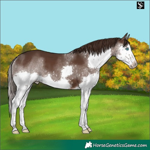 Horse Color:Liver Chestnut Sabino Splash
