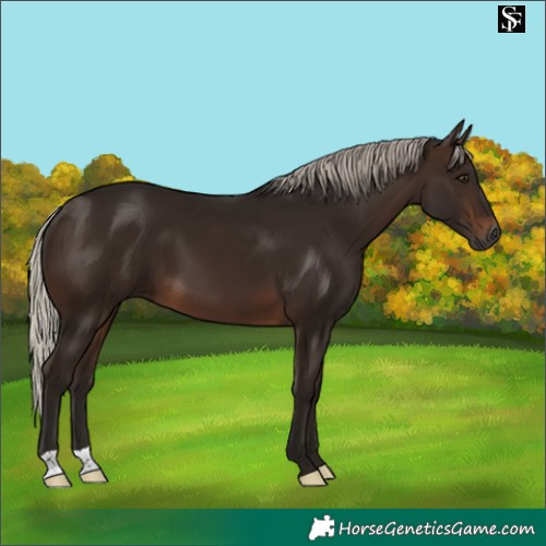 Horse Color:Gray Silver Bay 