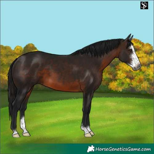 Horse Color:Gray Bay Sabino 