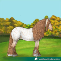Horse Color:Red Dun Blanket  and Red Dun Blanket 