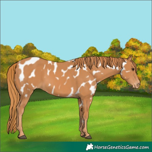 Horse Color:Chestnut Appaloosa